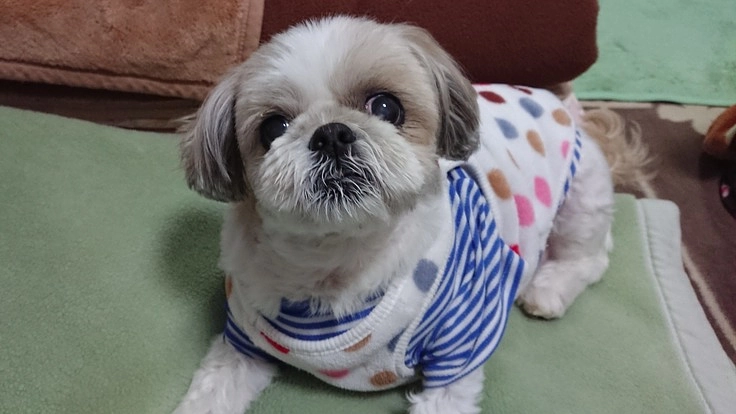 リンパ腫(高悪性度タイプ)の手術費用・抗がん剤治療費用のお願い