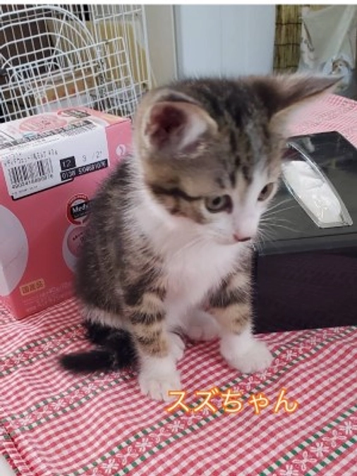 【シェルターの猫たち】わんぱくキッズ　2匹　里親様決まりました！