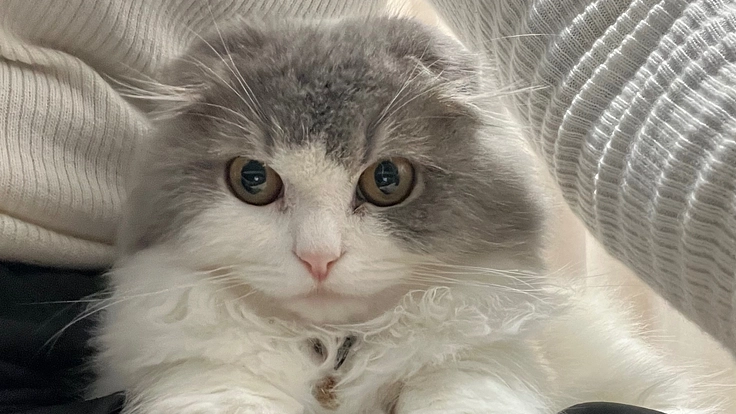 FIP発症スコティッシュ　生後5ヶ月　命を助けてください