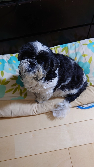 ルーシー術後1年と４か月になりました。