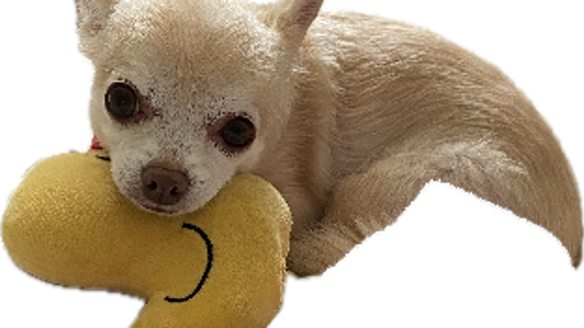 ぬいぐるみブーム再び