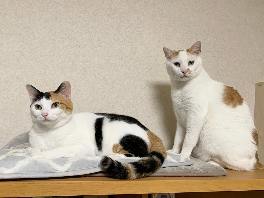 【400万円突破！もう少しで70%】生命の大切を知ってもらえたら！