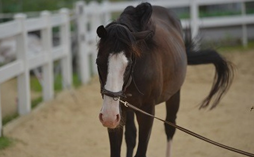 【応援！】引退馬・養老馬の為に放牧地を♪