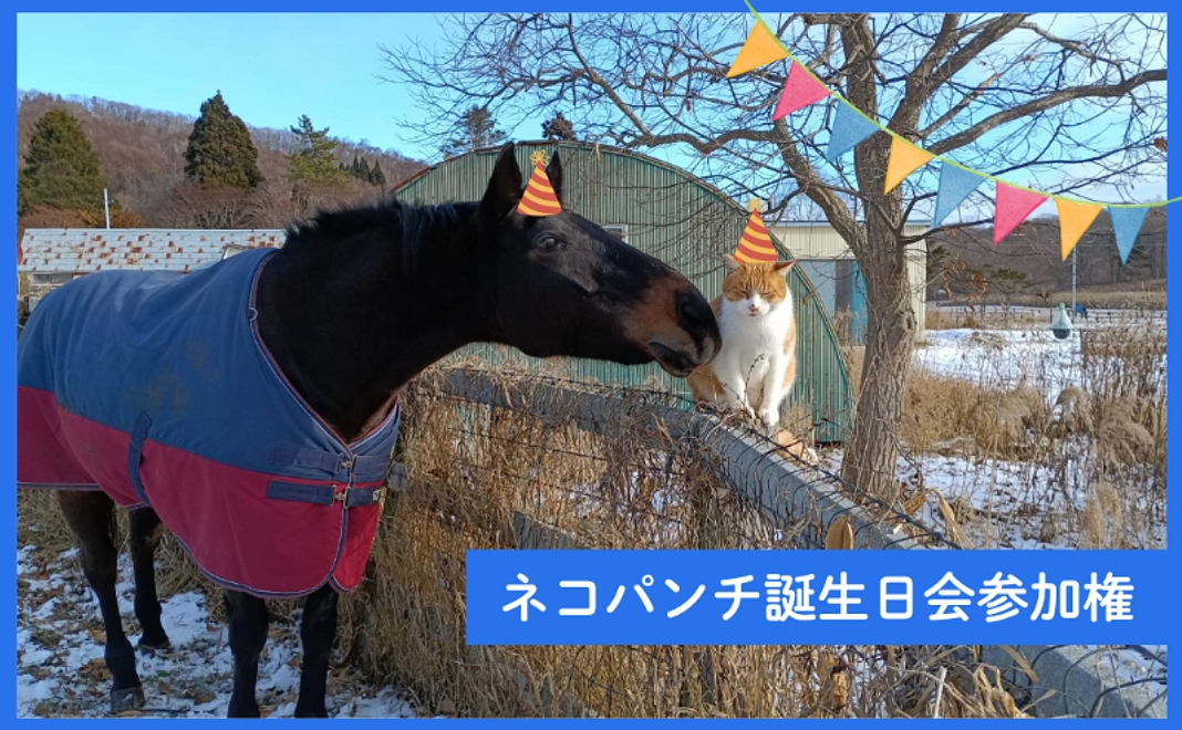 ※限定10名※【クラウドファンディング限定】ネコパンチ誕生日会参加権