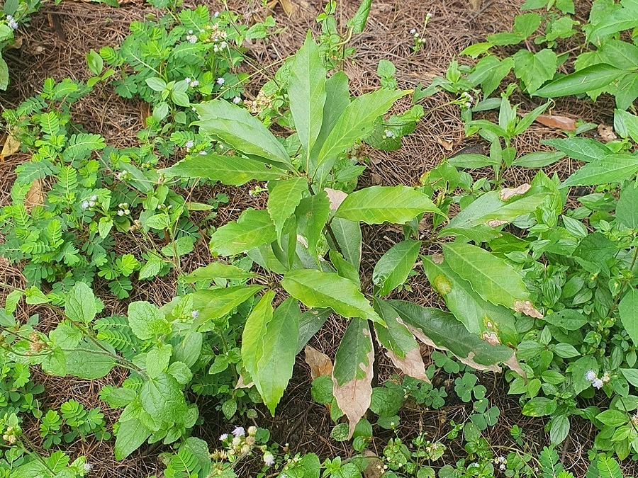 アマミヤママユガの食樹　アマミアラカシ