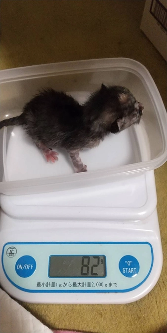 赤ちゃん猫の遺棄相談が続いてます💦