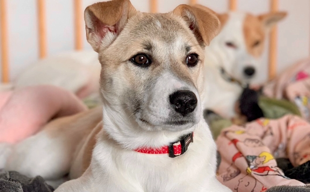 マンスリー継続応援1,000円コース