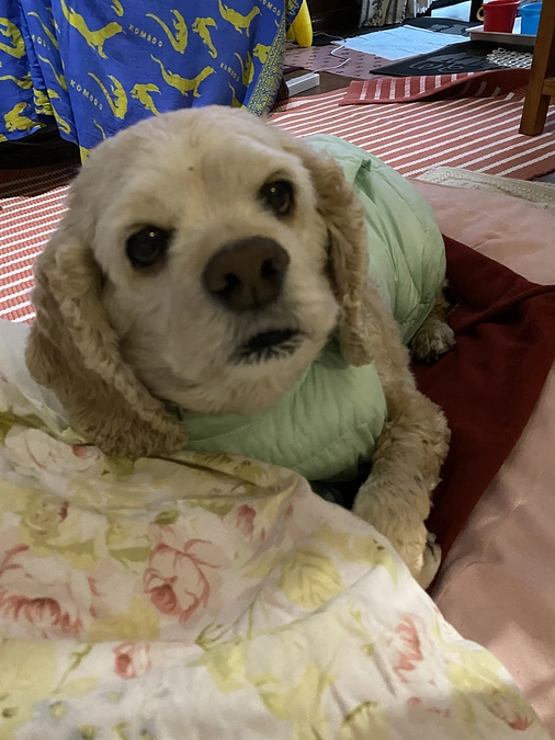 ロレンツアへのサポート有り難う御座いました