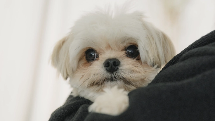 先天性門脈シャントの愛犬ぽんずの治療費のご支援をお願いします