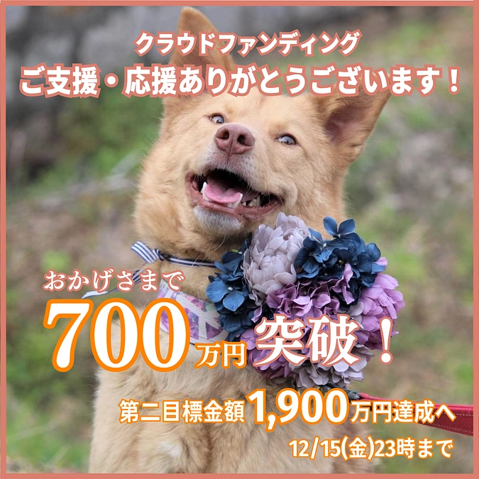 ＜拡散応援のお願い！＞センターで行き場のない子たちの保護ハウスを！