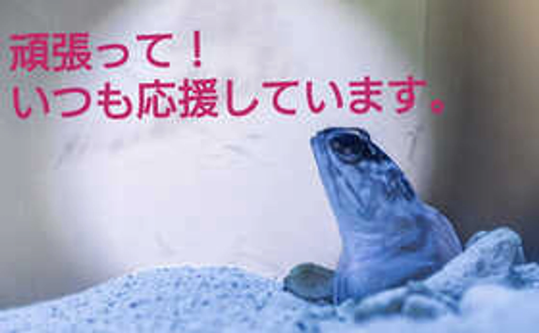 頑張って!いつも応援しています。