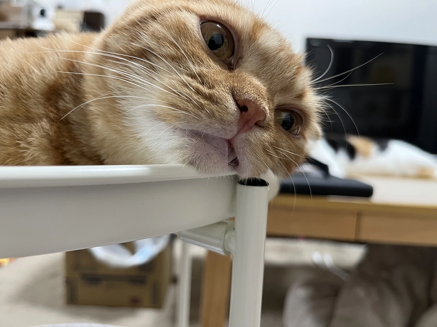 遊びも手を抜かないふう