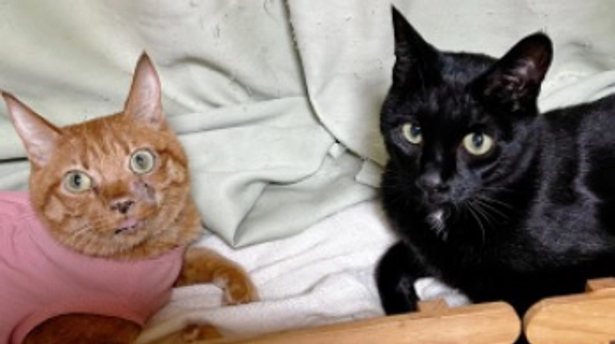 8/27  抗がん剤治療開始　2.38kg