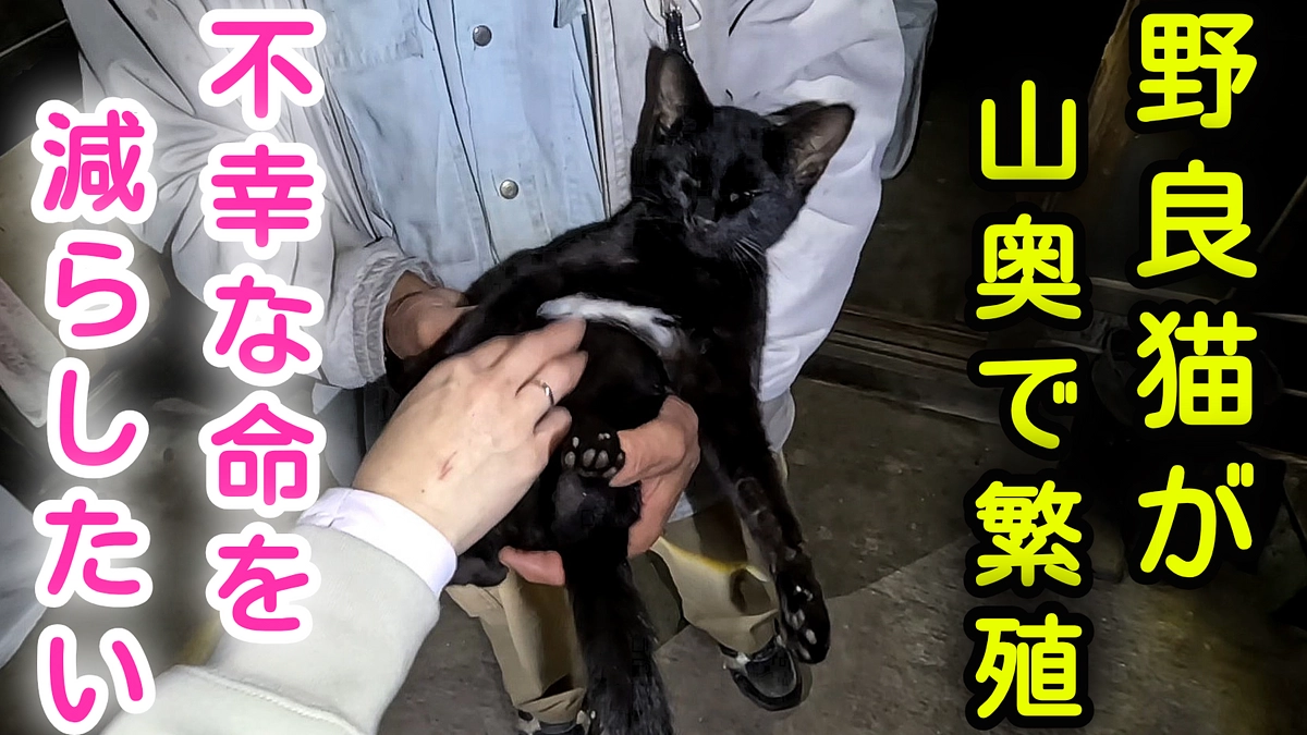 多頭飼育崩壊支援の取材動画を配信しました！