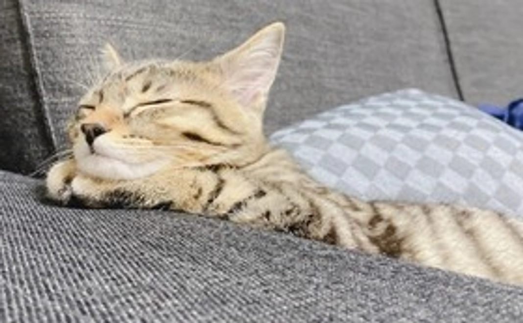 お礼のメールと写真1枚