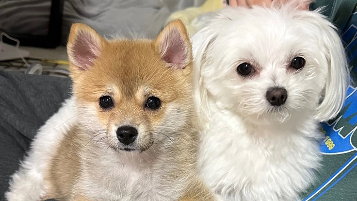 冬の晴れた日が少ない福井に室内ドッグランを作りたい！