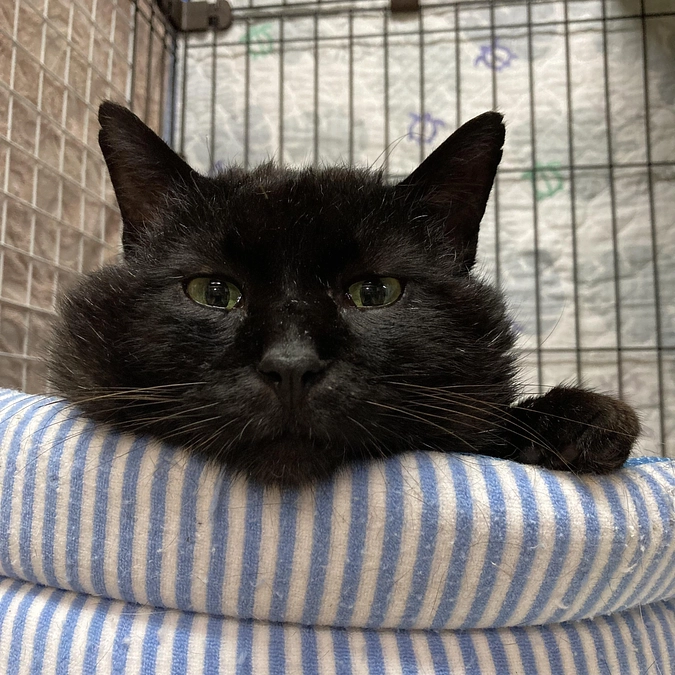 ネロちゃん　膀胱キレイになりました！