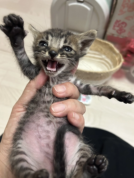 TNR現場によわった子猫。。。TNRはイタチごっこにならないように面を広げていく！