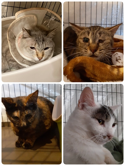 4匹の医療について