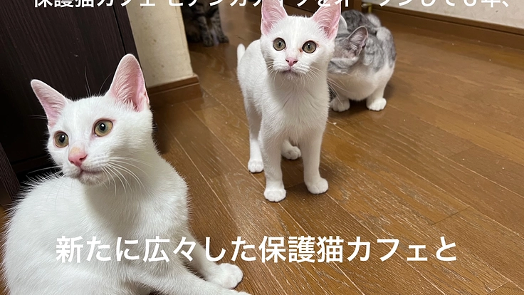 保護猫カフェを広々に、保護犬も暮せるふれあいの場所を作りたい 2枚目