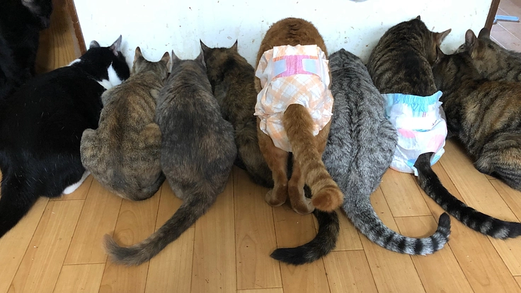 保護猫達の手術及びワクチン等の実施にお力添え頂けないでしょうか？