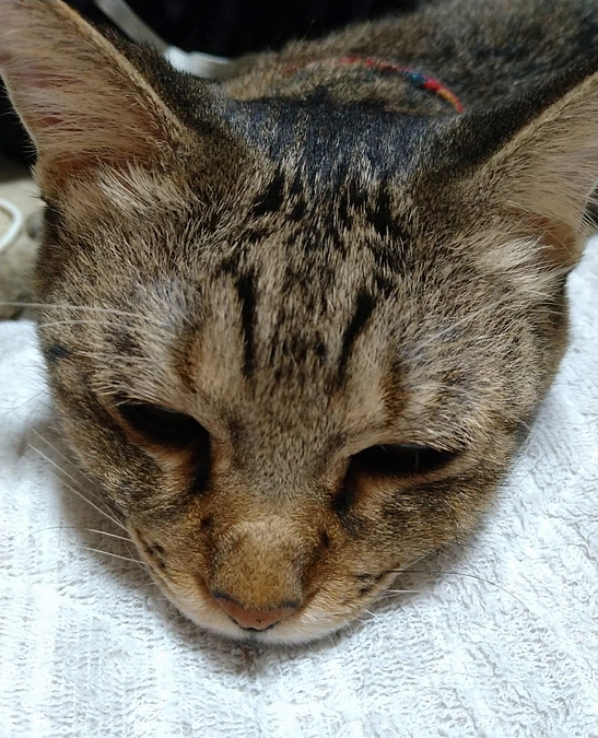 8月24日〈投薬45日目〉