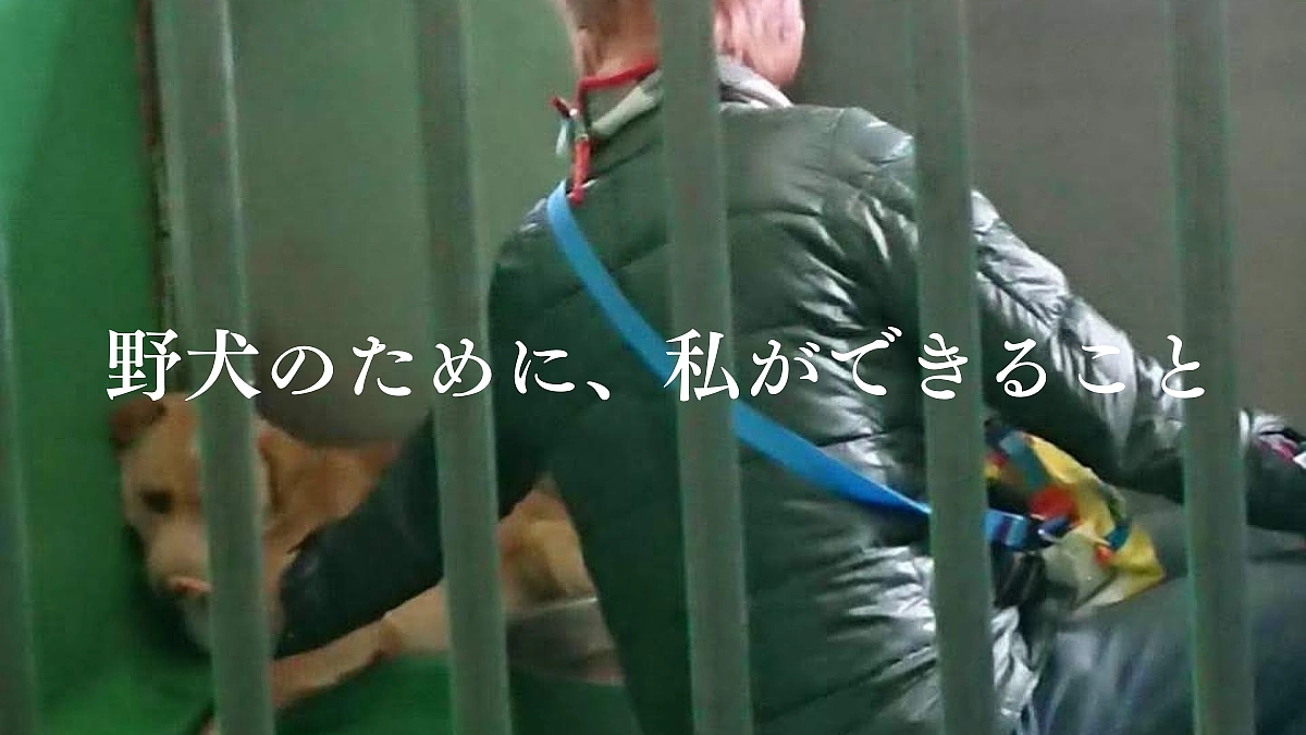 野犬と迷い犬(脱走犬)捕獲について、知っていただきたいこと
