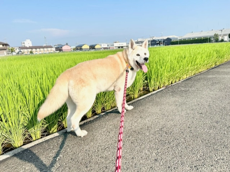 今日のシェルター