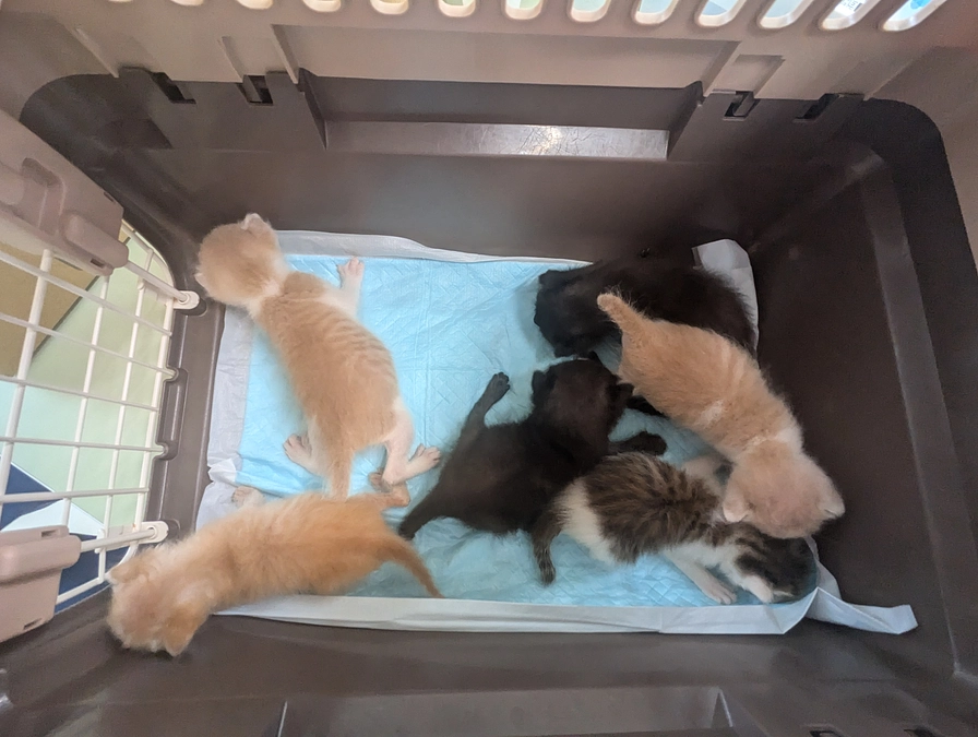 ２０２５年８月２２日　茨城県動物指導センターから１０頭の子猫を引き出しました。