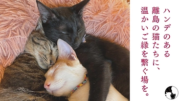 エイズが絶えない沖縄離島の猫を救う！保護猫カフェの新設にご支援を