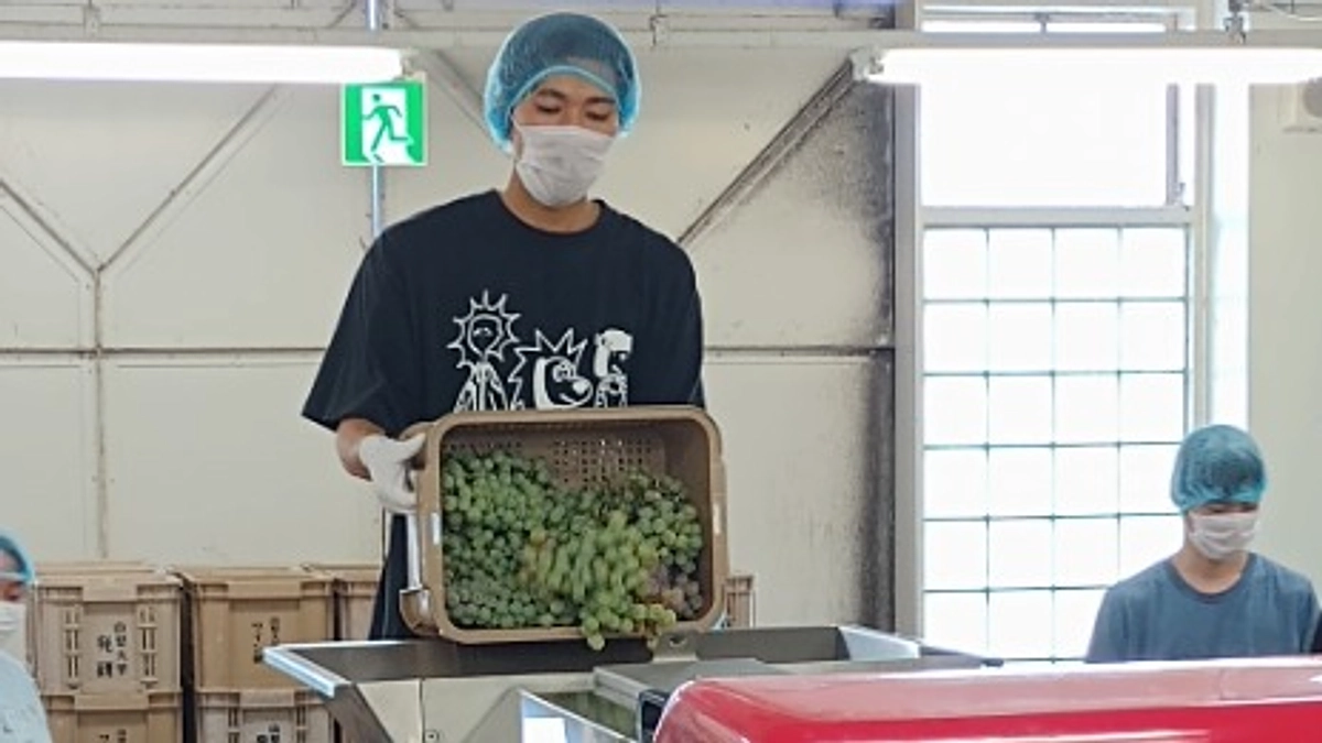 シン・山梨大学ワインプロジェクト～山梨大学ブランデー製造プロジェクト～