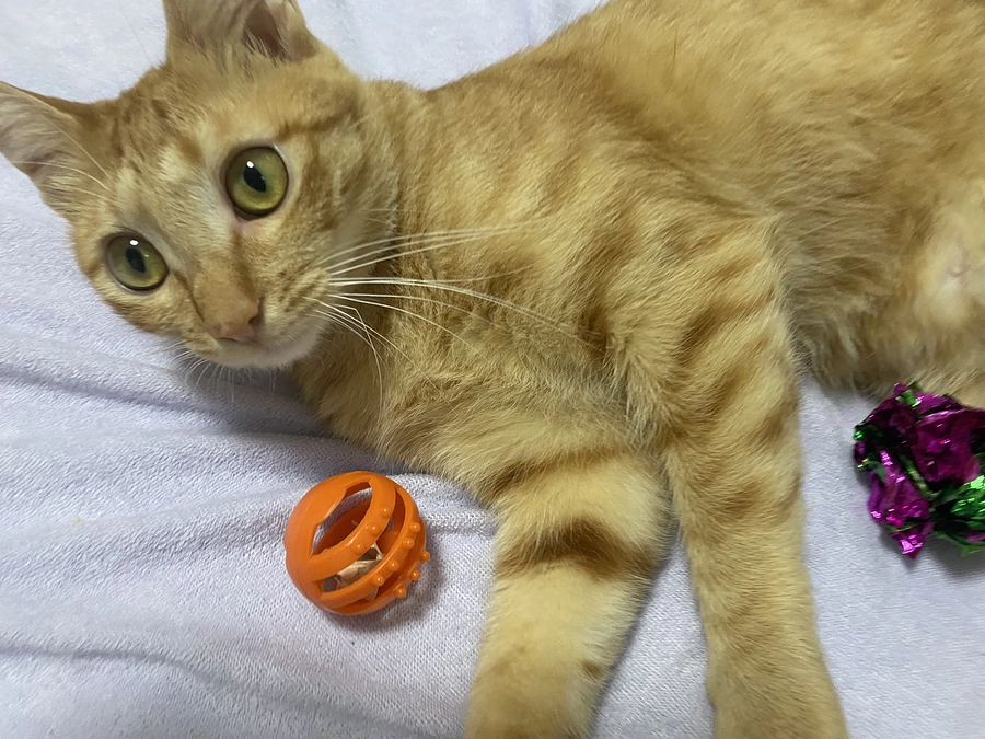 今日のモカ🐱⭐️（投薬63日目）