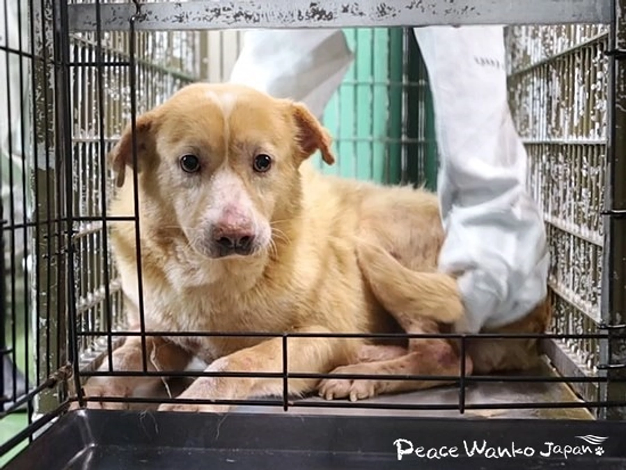 一頭譲渡できたら、もう一頭の命が救える