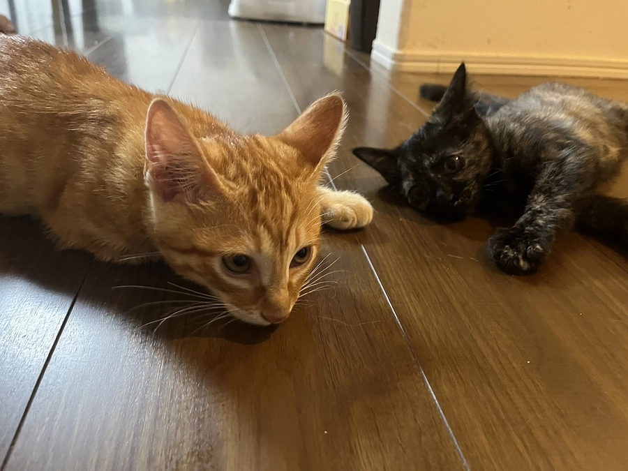 またまだ続く子猫里親さん探し