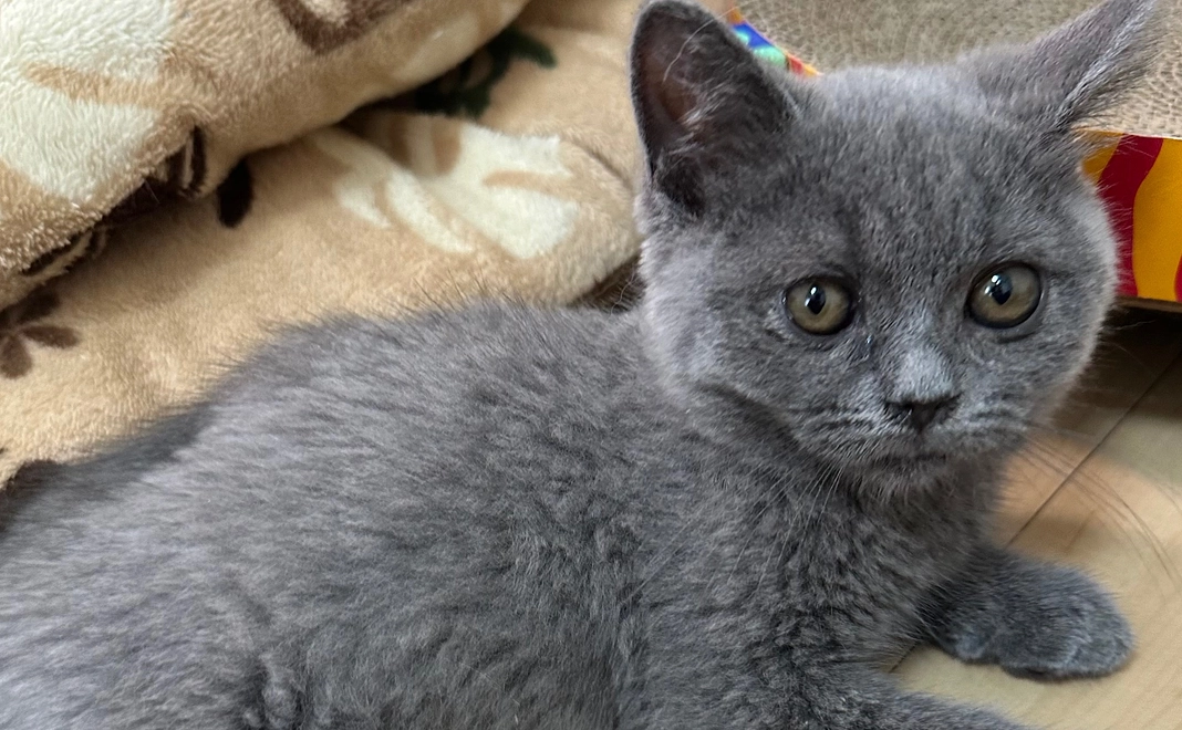 りんの応援プラン1