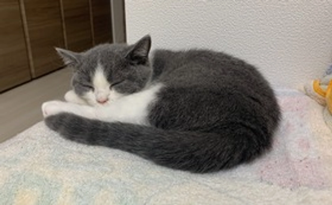 感謝のメール（写真1枚付き）