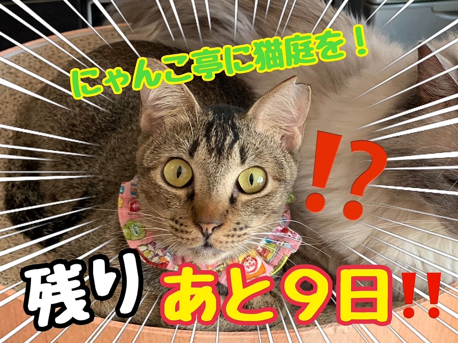 第6回久米島TNR.TNTAプロジェクトのその後（子育て編）