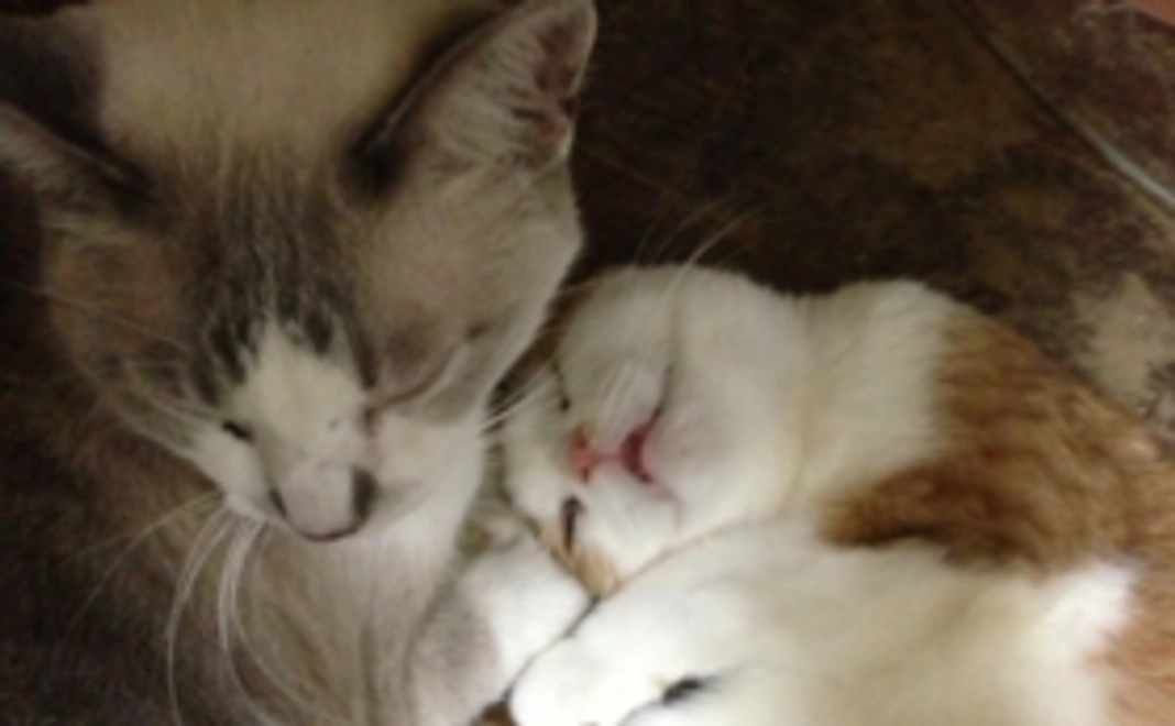 大切なペットのために。全力応援コース