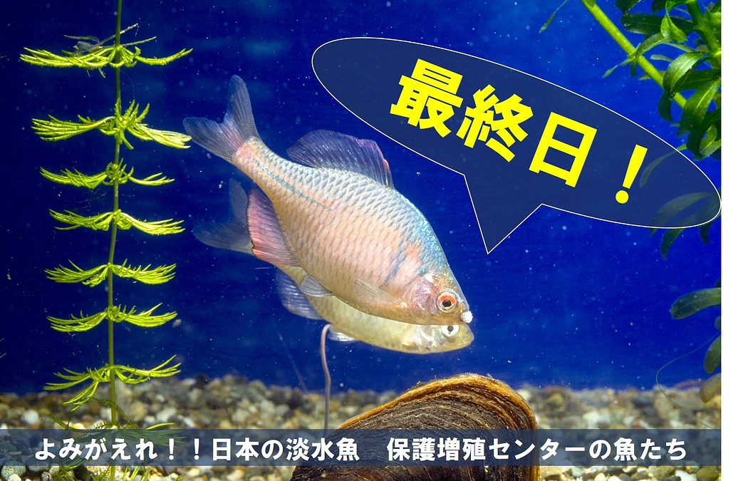 保護増殖センターの魚たち⑩【本日最終日！】