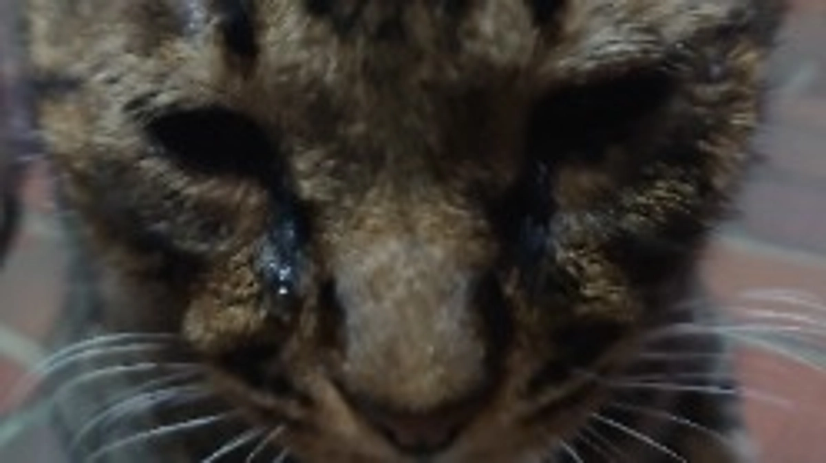 キジ猫　ミー君