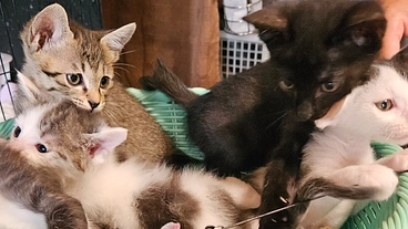 新たなハウス完成まで……小さな命たちの生活の安定の為に…… のトップ画像