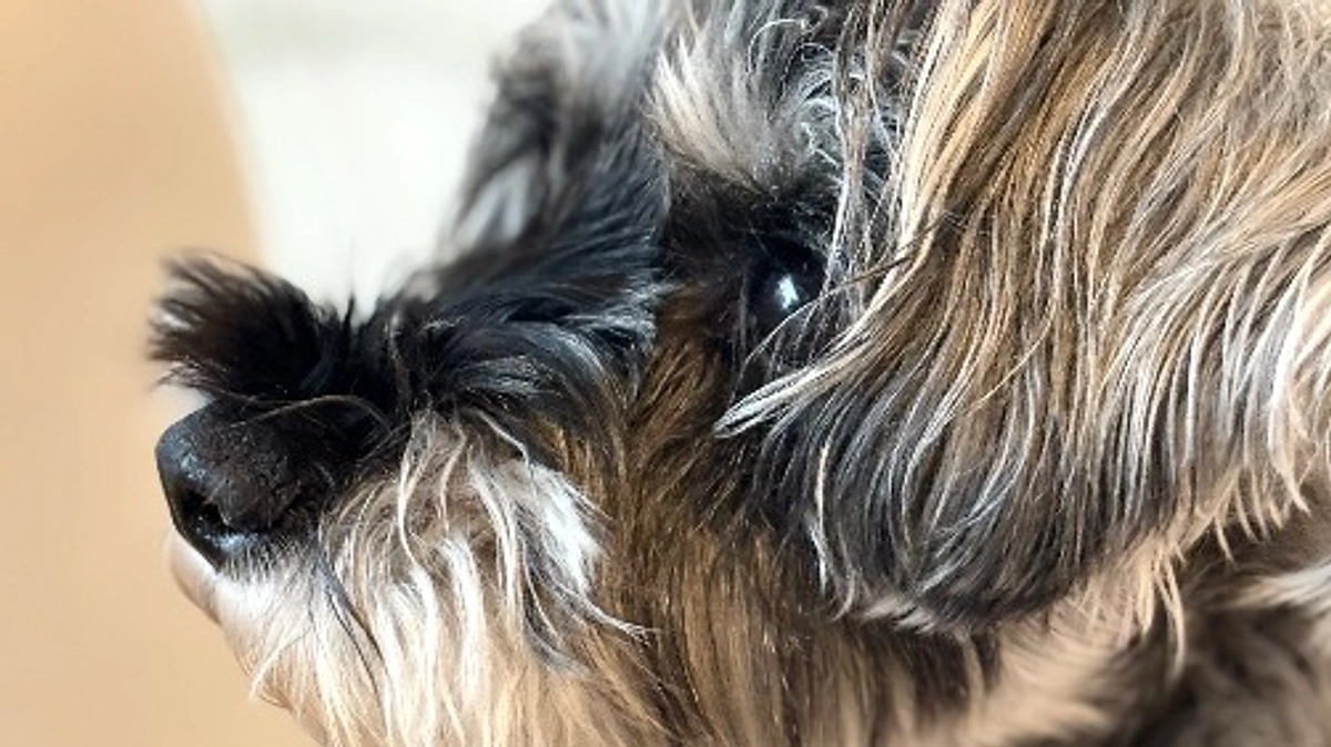 ロイの手術のことでご報告があります。