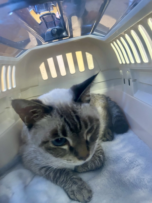 あいちゃん覚え書き記録