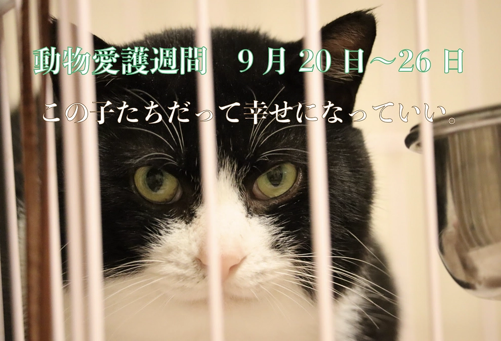 【緊急企画】第一目標達成まであと少し！ハッシュタグ企画を開催します！