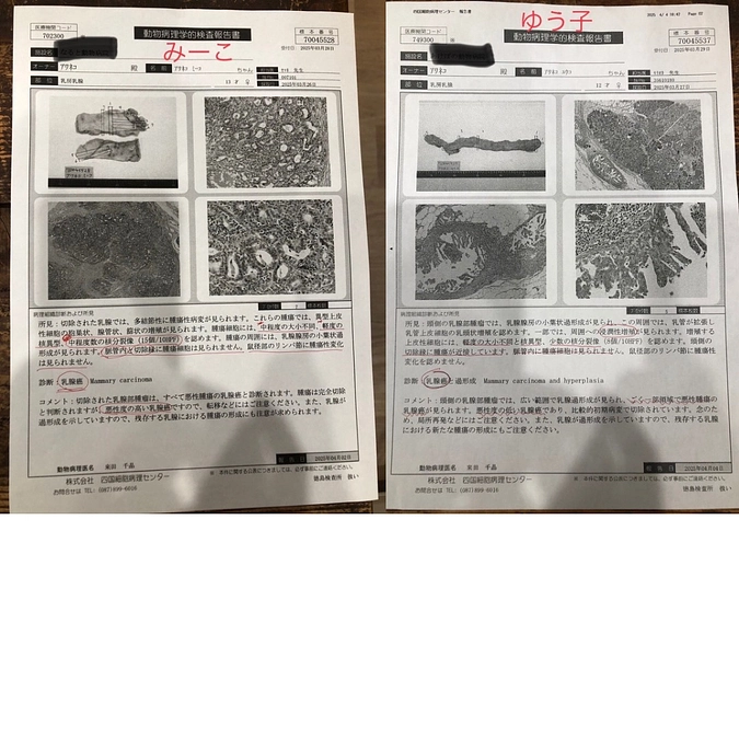 終了日まであと4日！どの子の命も諦めたくない！