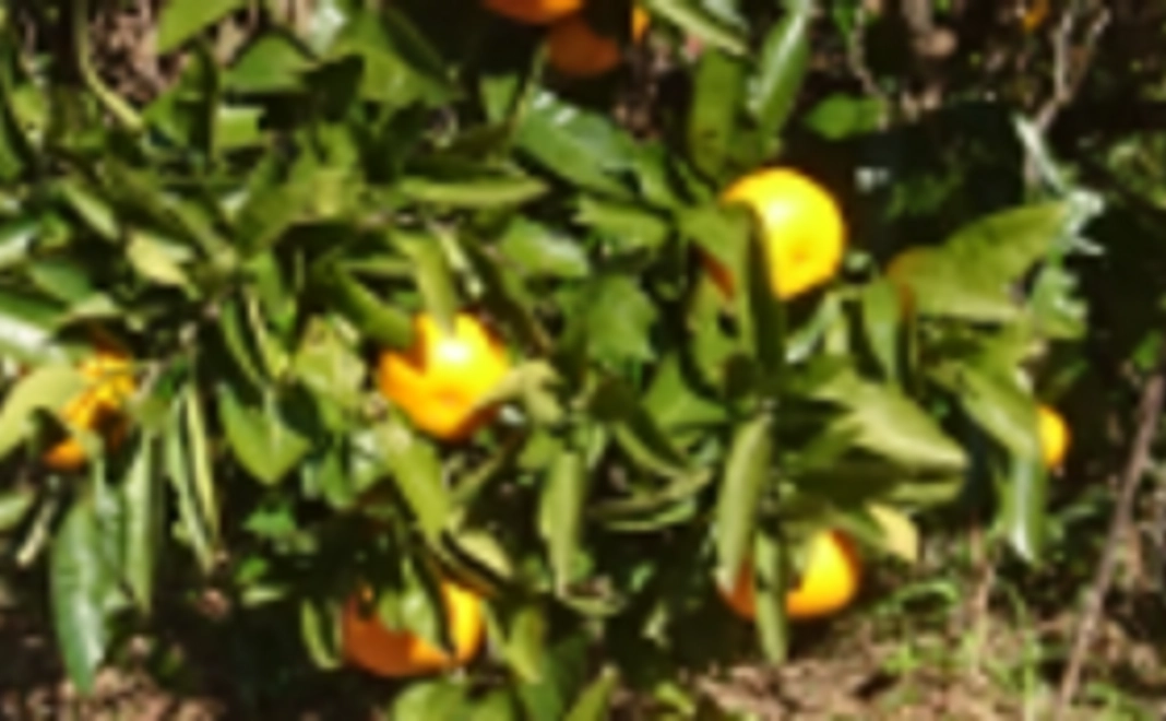 1000円のリターン