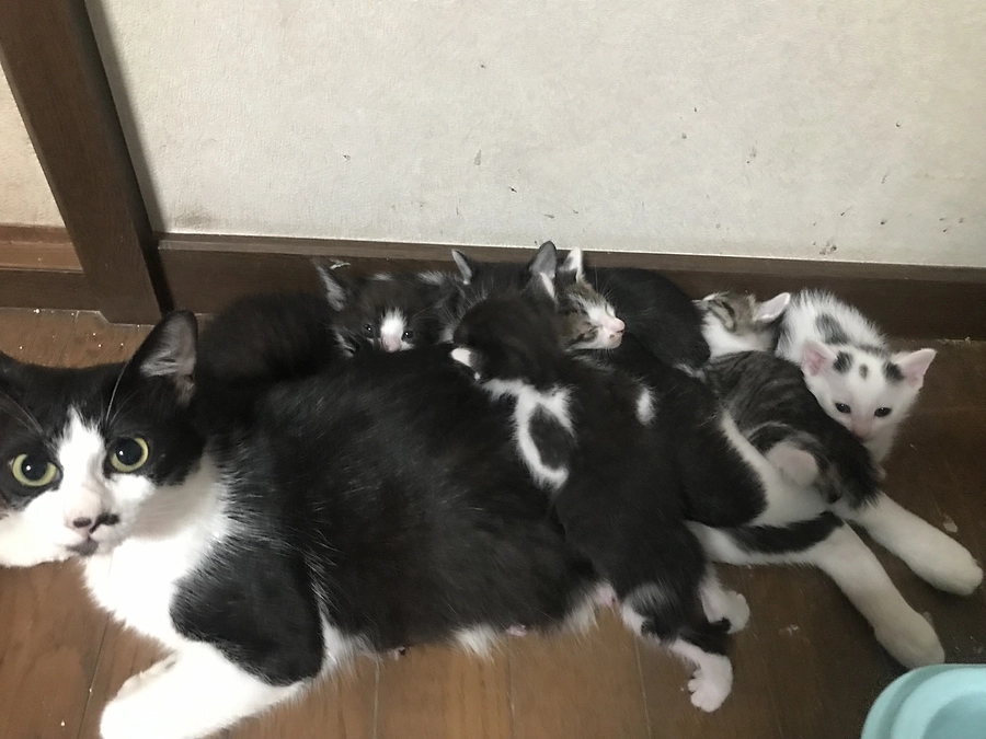 細かいお話について