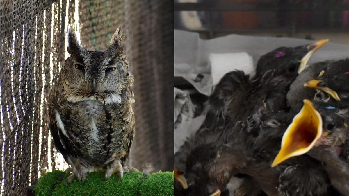 【訃報】オオコノハズク1羽とムクドリ1羽