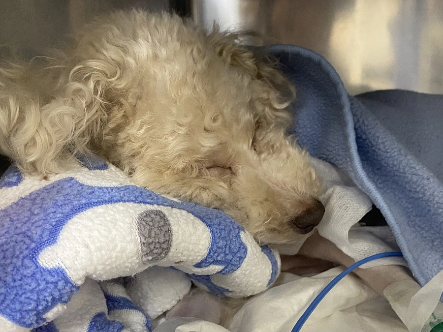 ラフ君手術無事終了しました！！！