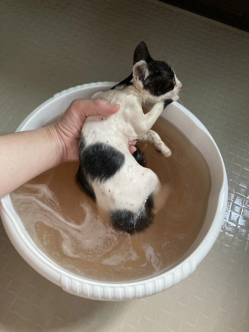 子猫保護が続いています